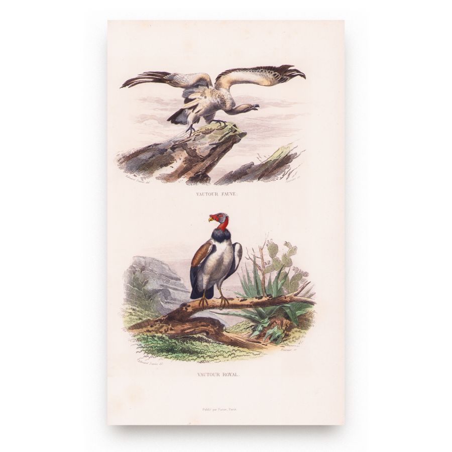 Oeuvres complètes de Buffon, 1853, 6 tomuri - Opere complete - imagine 8