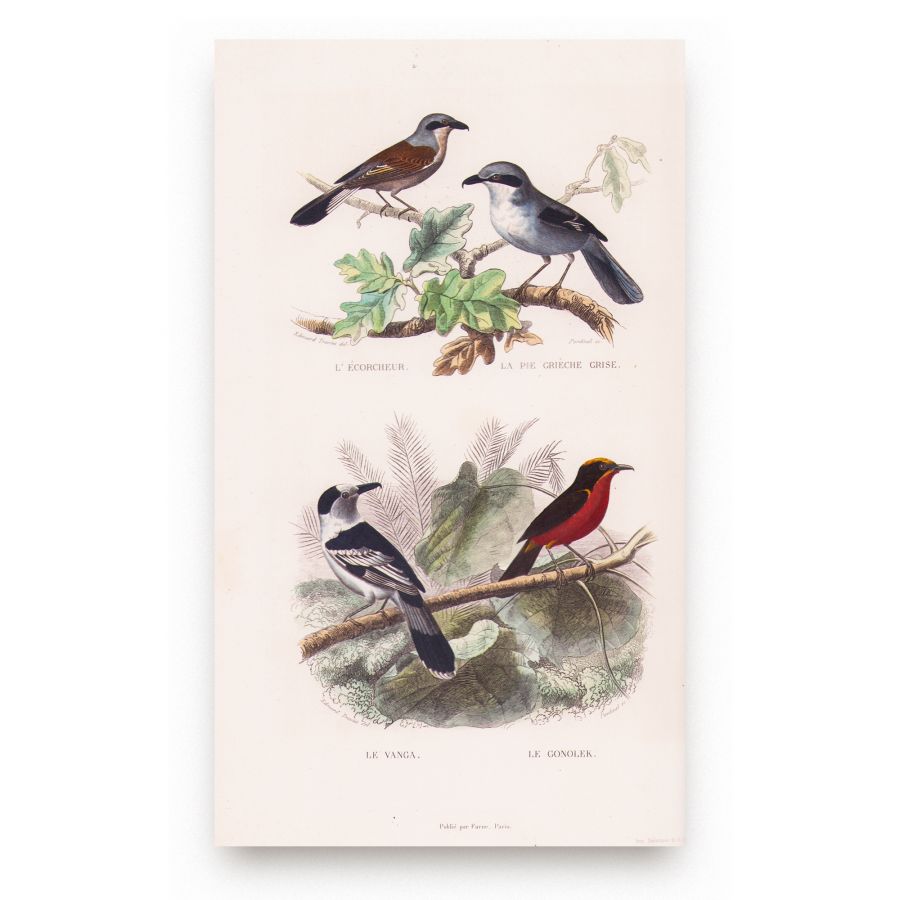 Oeuvres complètes de Buffon, 1853, 6 tomuri - Opere complete - imagine 9