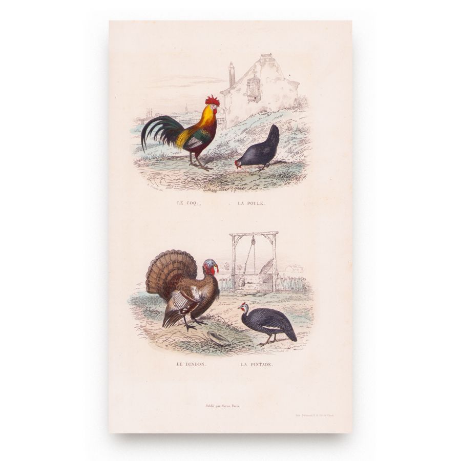 Oeuvres complètes de Buffon, 1853, 6 tomuri - Opere complete - imagine 10