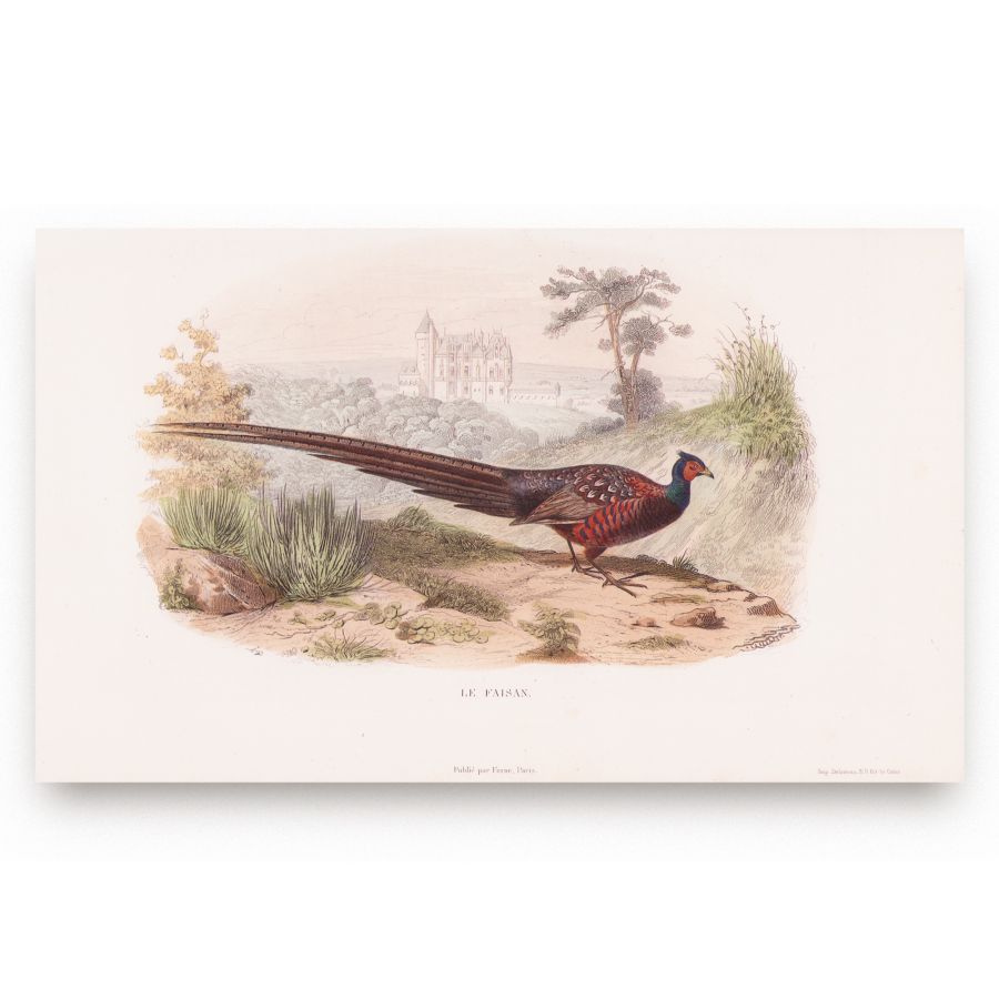 Oeuvres complètes de Buffon, 1853, 6 tomuri - Opere complete - imagine 4