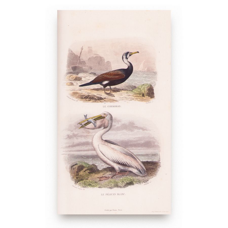 Oeuvres complètes de Buffon, 1853, 6 tomuri - Opere complete - imagine 6