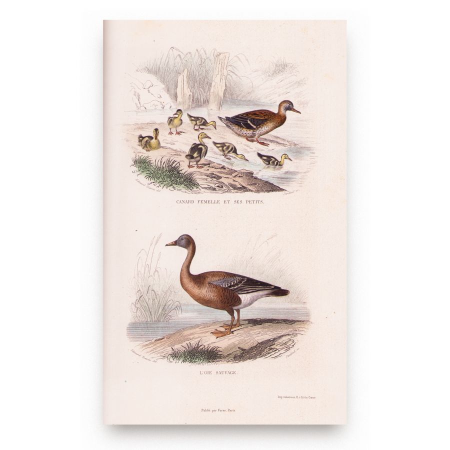 Oeuvres complètes de Buffon, 1853, 6 tomuri - Opere complete - imagine 7